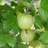 Gooseberries