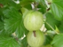 Gooseberries