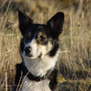 Meg, border collie