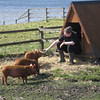 First touch - getting to know our Tamworth weaners