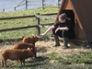 First touch - getting to know our Tamworth weaners