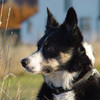 Tess, border collie