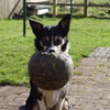 Tess, border collie