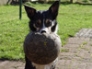 Tess, border collie