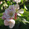 Apple blossom - Sunset