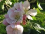 Apple blossom - Sunset