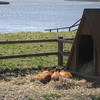 Tamworth weaners sunbathing