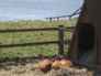 Tamworth weaners sunbathing