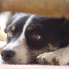 Tess, border collie