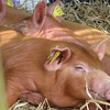 Transporting weaners