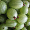 Gooseberries