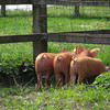 Three little pigs