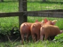 Three little pigs