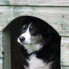 Tess, border collie