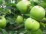 Apples - Dumelows Seedling