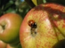 Ladybird on Sunset apple