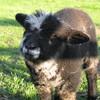 Dickie, Ryeland tup lamb