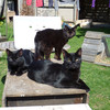 3 black cats: Bertie, Felix & Harry, April 2011
