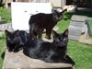 3 black cats: Bertie, Felix & Harry, April 2011