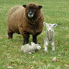 Ryeland ewe and lambs