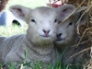 Ryeland lambs