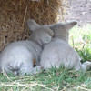 Ryeland lambs