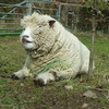 Leo, Ryeland tup, doing his Elvis impression