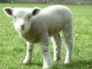 Ryeland lamb