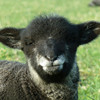Ryeland lamb