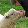 Fetternear Lionheart, aka Leo, Ryeland tup