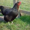 Black Rock hen