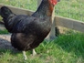 Black Rock hen