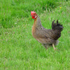 Brown Leghorn hen