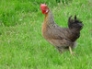 Brown Leghorn hen