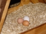 Trio of eggs in nestbox