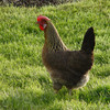 Brown Leghorn hen