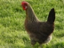 Brown Leghorn hen