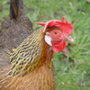 Brown Leghorn hen