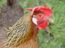 Brown Leghorn hen