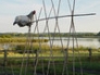 Highwire hen