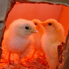 Chicks under heat lamp