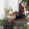 Hens dust bathing in pots