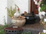Hens dust bathing in pots