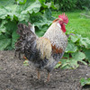 Cream Crested Legbar cockerel