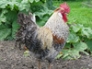 Cream Crested Legbar cockerel