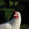 Snowy, White leghorn hen