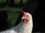 Snowy, White leghorn hen