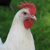 Snowy, White leghorn hen