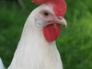 Snowy, White leghorn hen