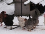 Hens in winter